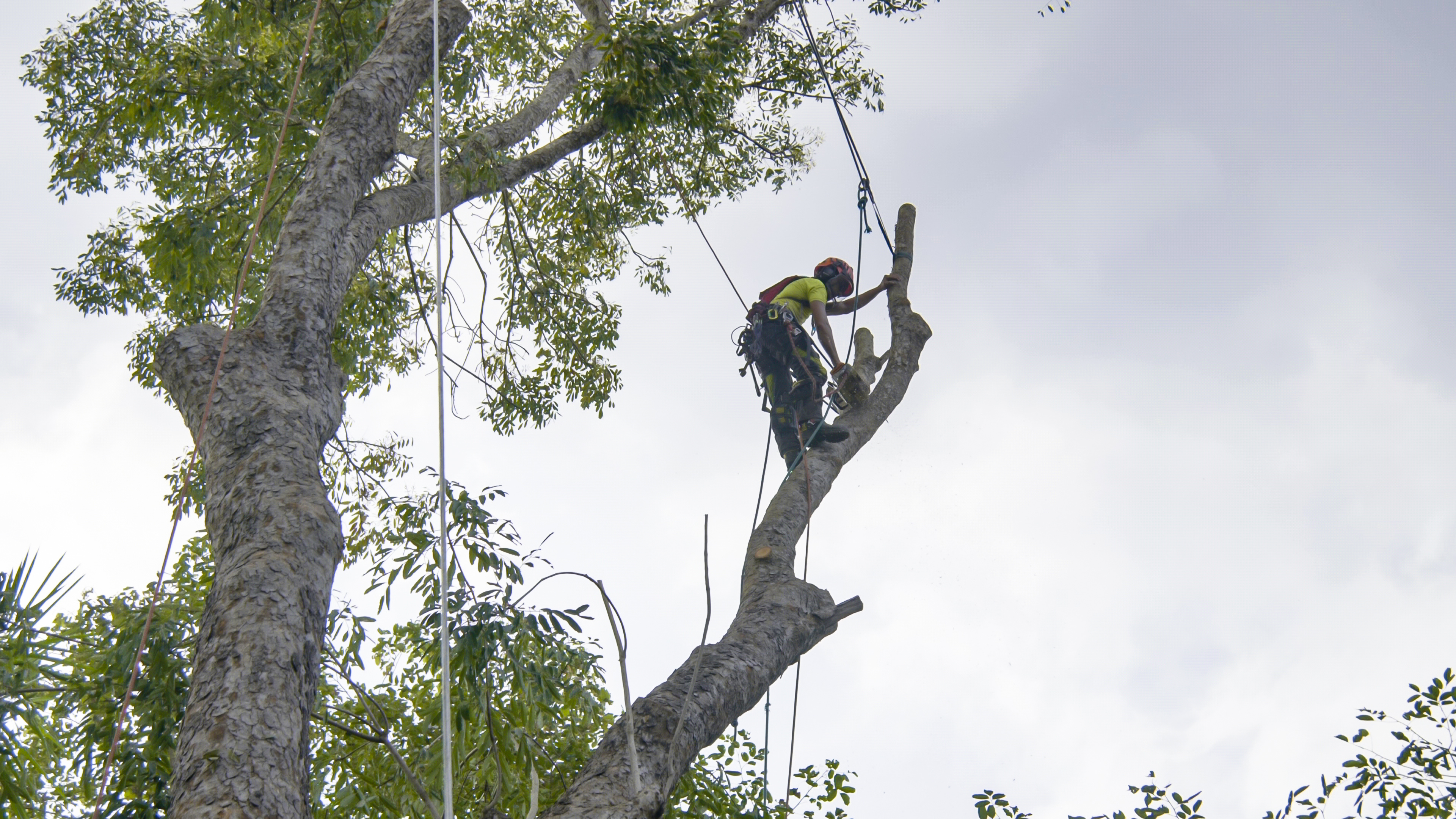Tree Service 2