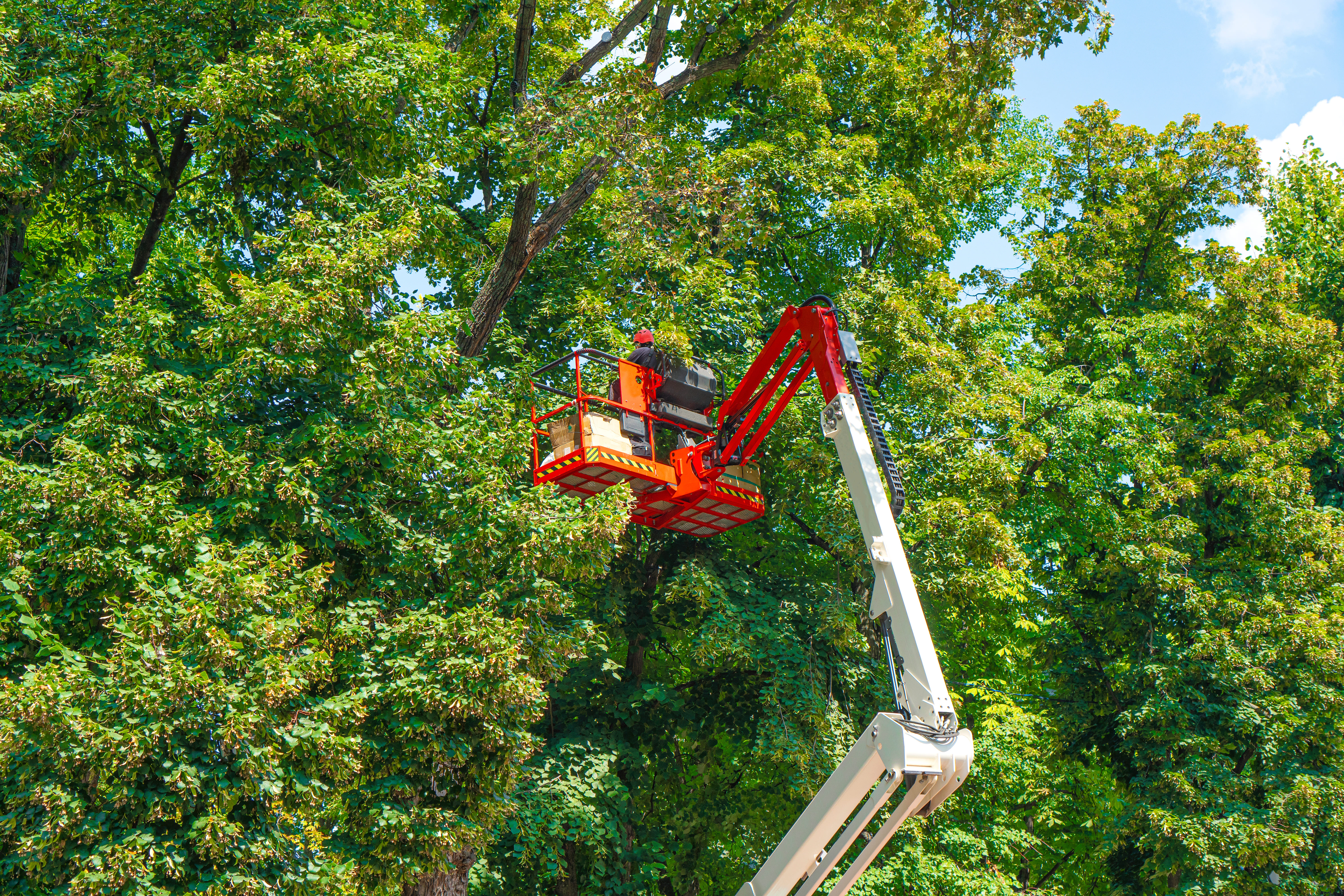 Tree Service 1